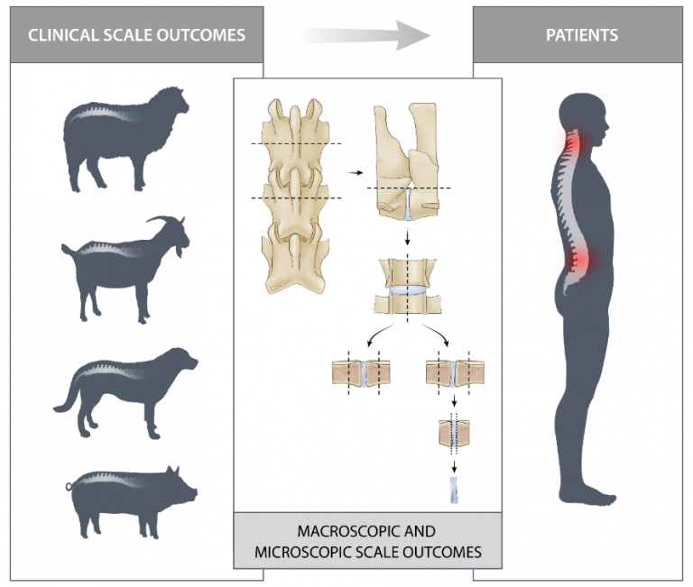 A comprehensive tool box for large animal studies of intervertebral disc degeneration